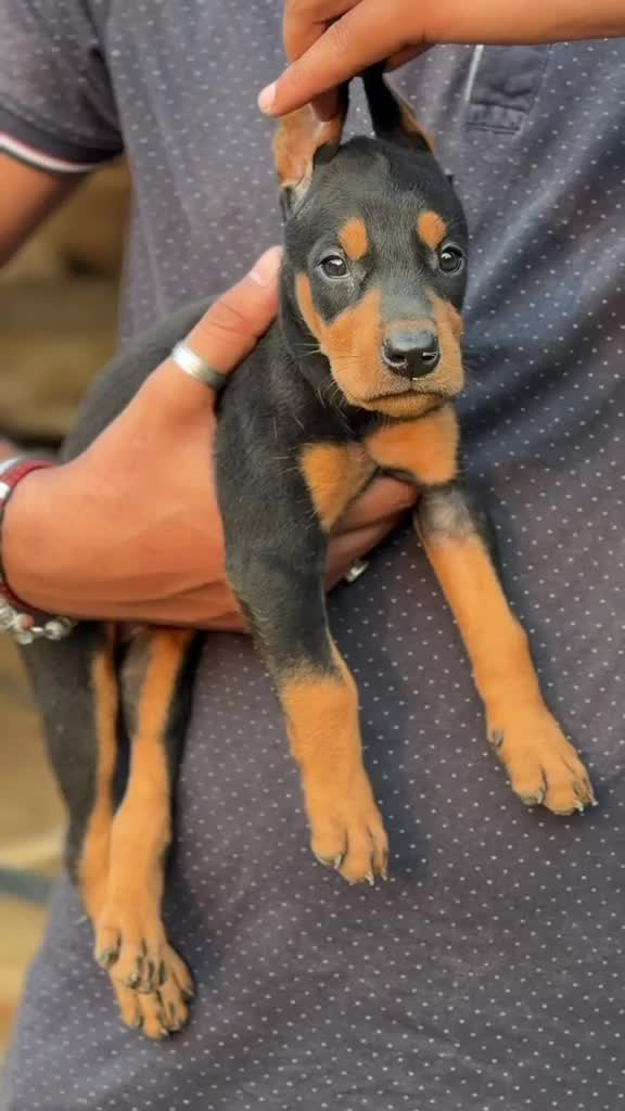 Doberman Pinscher Puppy, farm video
