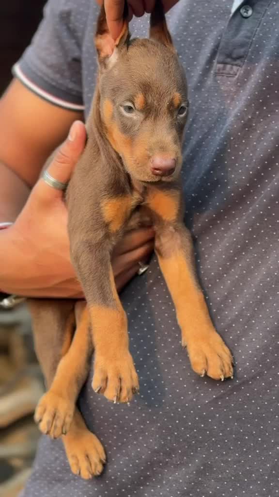 Doberman Pinscher Puppy, farm video