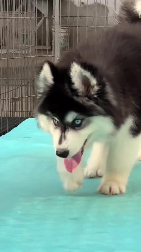 Siberian Husky Puppy | White Color, farm video
