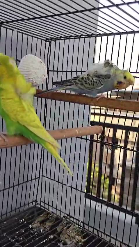Hogoromo Budgies, farm video