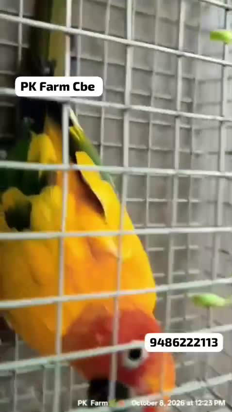 Sun Conure, farm video
