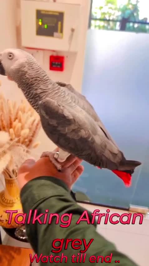 African Grey Parrot, farm video
