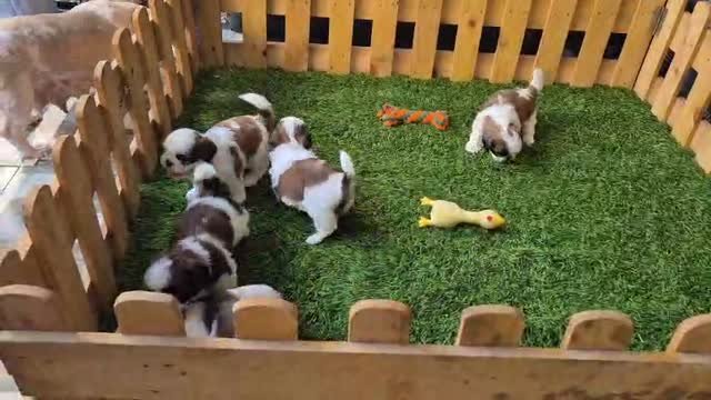 Shih Tzu Puppy Brown & White, farm video