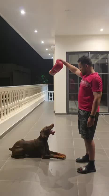Doberman Pinscher Puppy, farm video