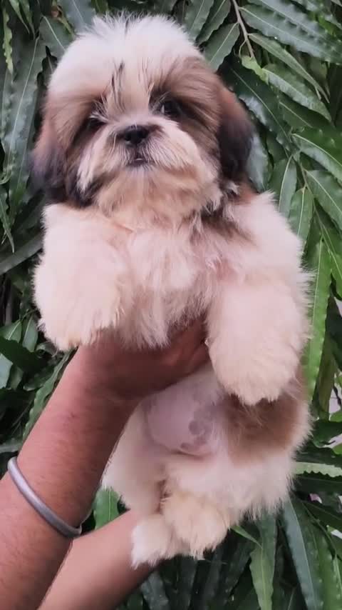Shih Tzu | Black Color, farm video