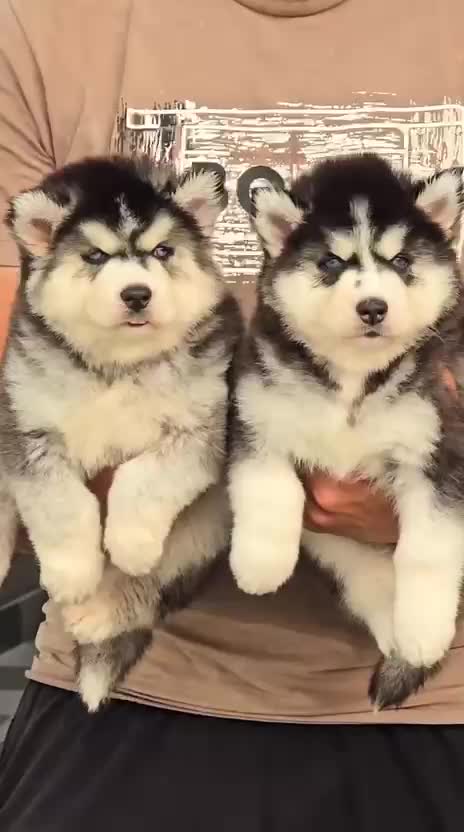 Siberian Husky Puppy | White Color, farm video