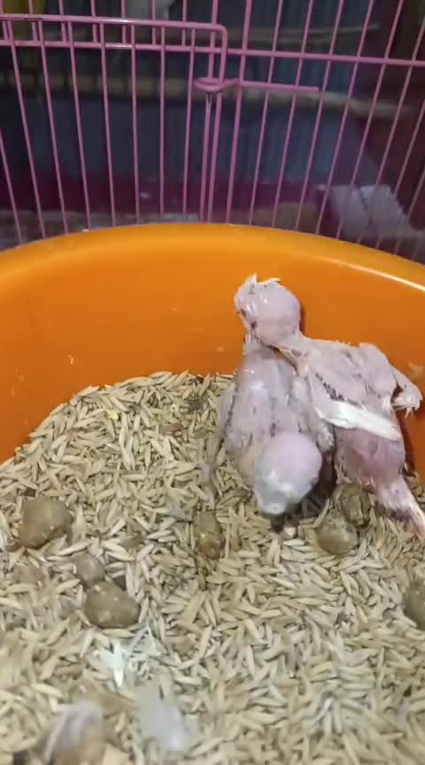 African Love Birds, farm video