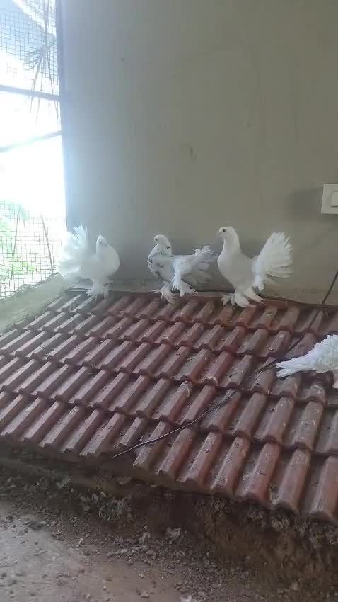 Homer Pigeon, farm video