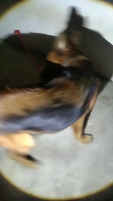 German Shepherd Puppy, farm video
