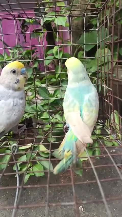 Budgies | Fallow, farm video