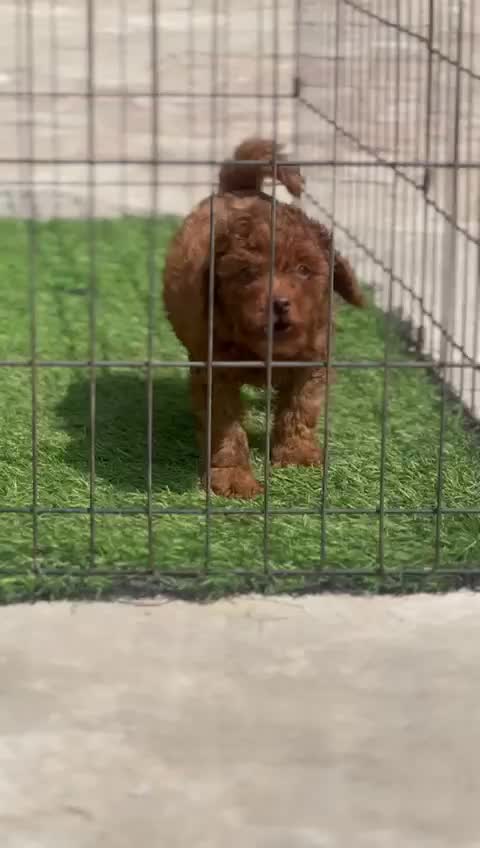 Standard Poodle Puppy, farm video