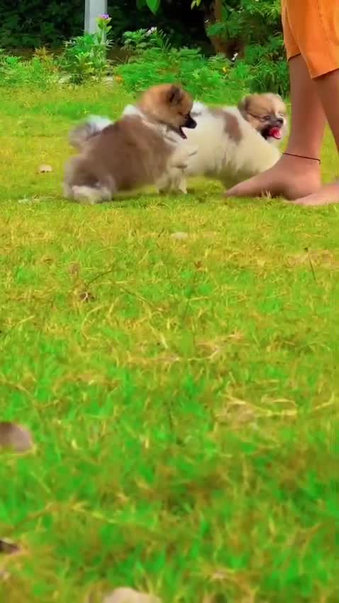 Culture Pom Puppy, farm video