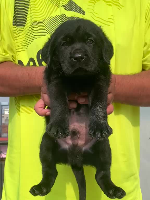 Beagle Black & Tan Puppy, farm video