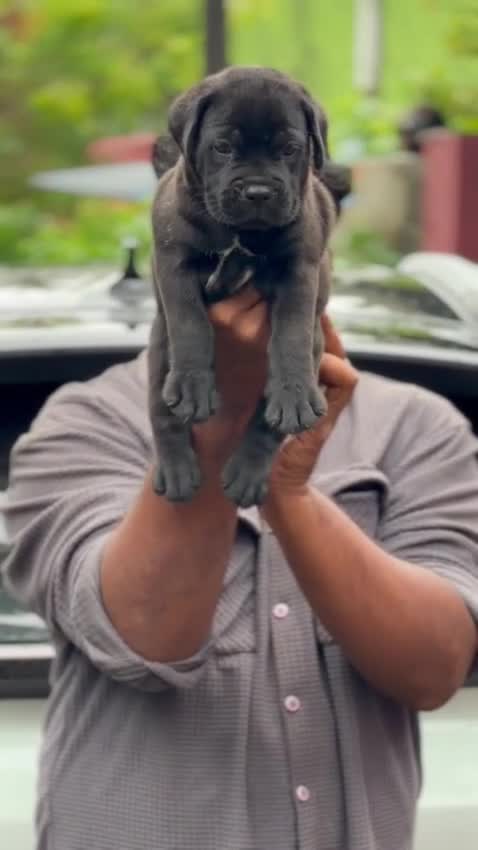 Cane Corso Puppy, farm video