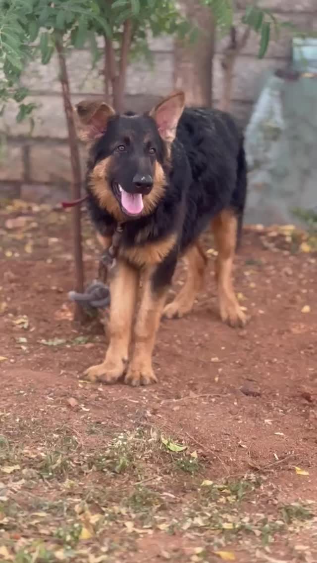 German Shepherd Puppy, farm video