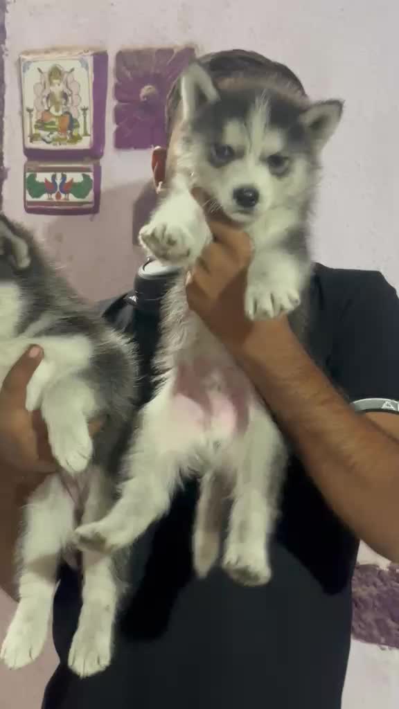 Siberian Husky Puppy | White Color, farm video