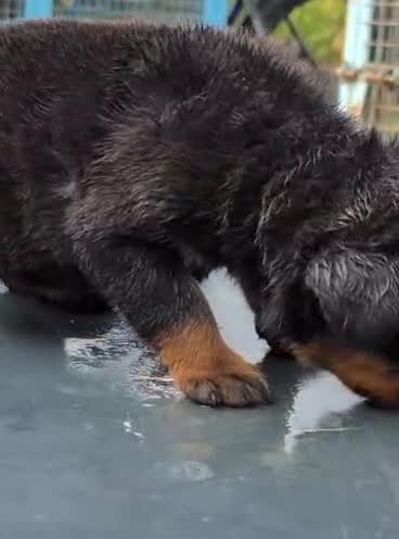Rottweiler Puppy, farm video