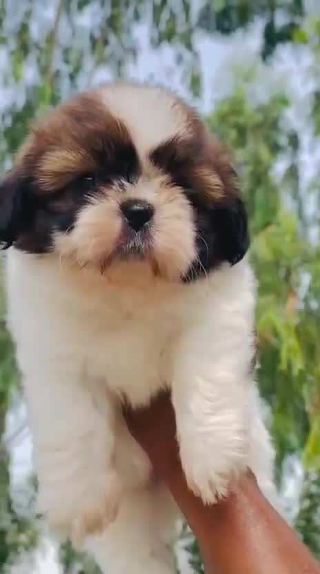 Shih Tzu | Black Color, farm video