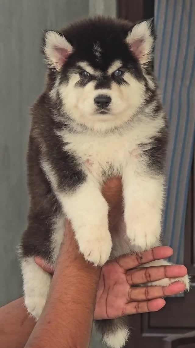 Siberian Husky Puppy | Black & White Color, farm video