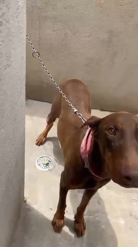 Doberman Pinscher Puppy, farm video
