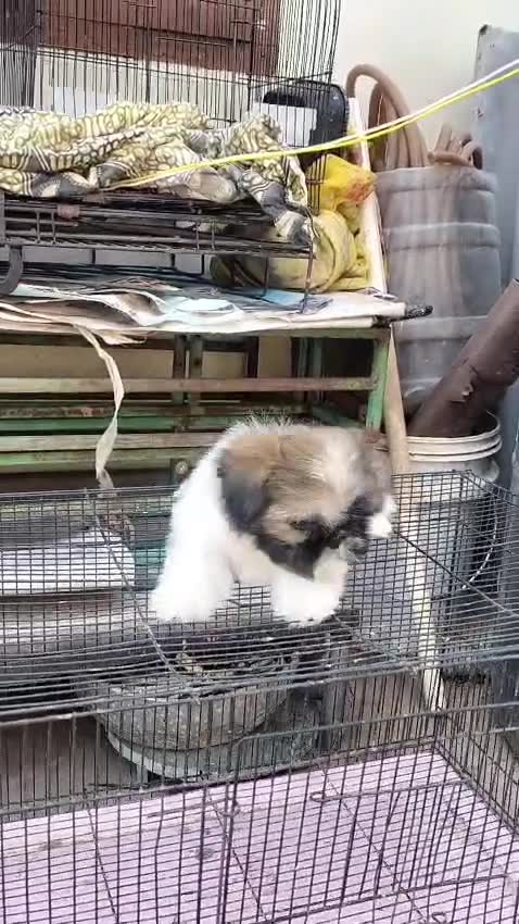 Shih Tzu | Tri Color Puppy, farm video