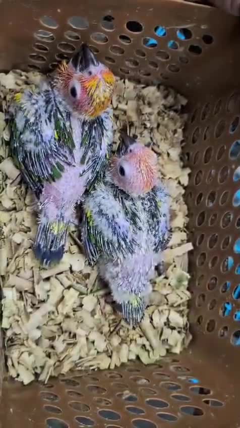 Sun Conure, farm video