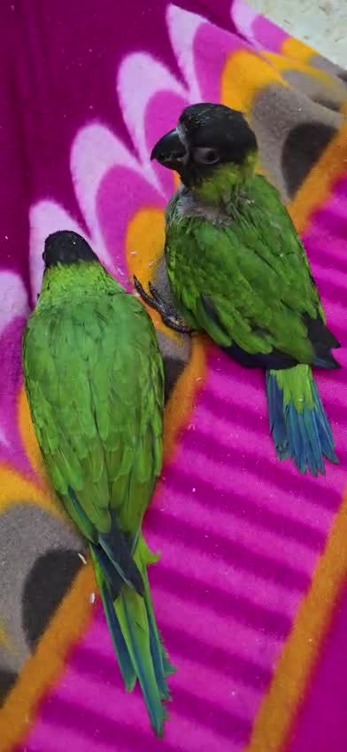 Nanday Conure, farm video