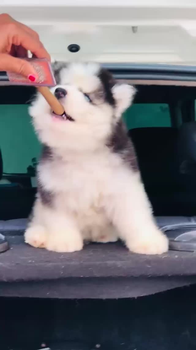 Siberian Husky Puppy | White Color, farm video