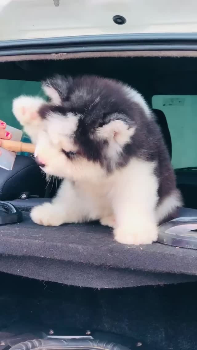 Siberian Husky Puppy | White Color, farm video
