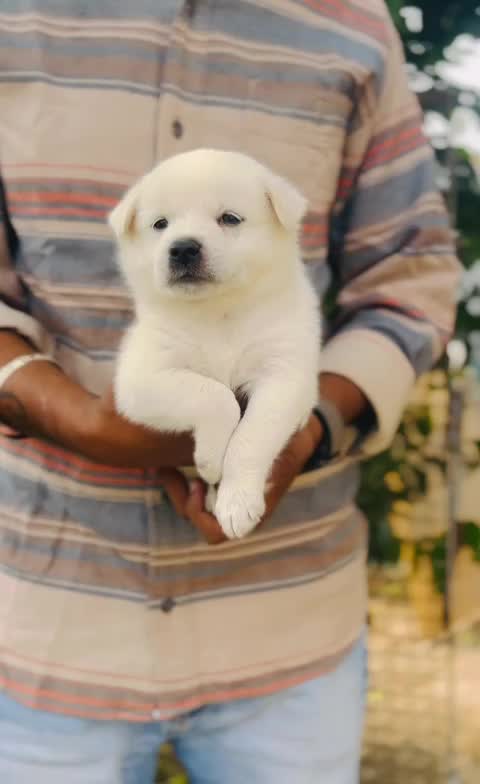 Culture Pom Puppy, farm video