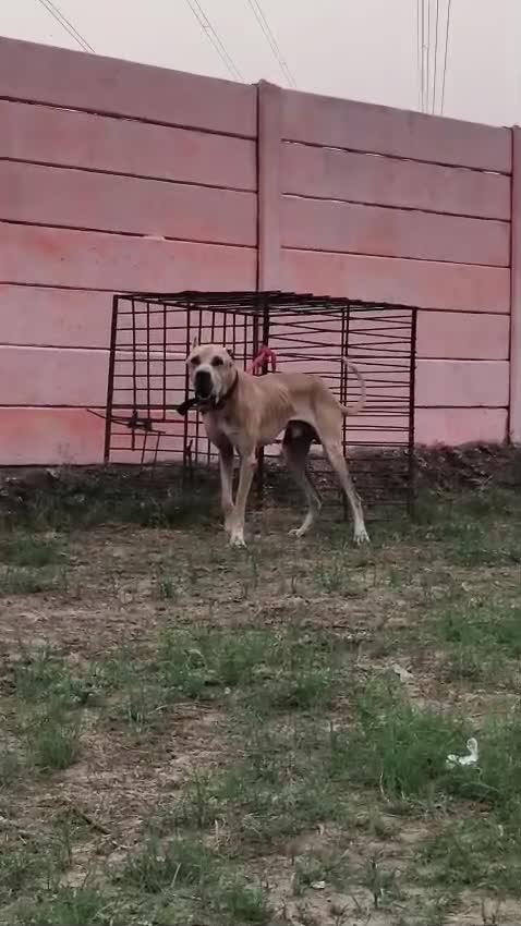 American Bully Pocket Size Puppy, farm video