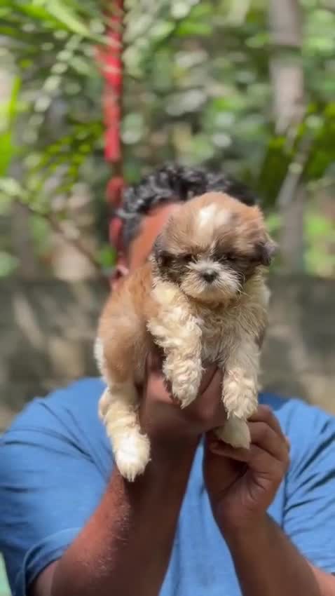 Shih Tzu | Black Color, farm video