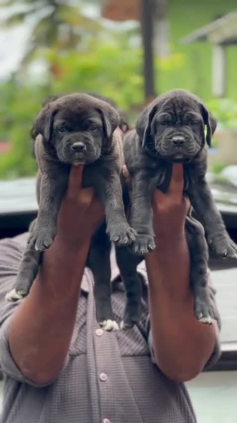Cane Corso Puppy, farm video