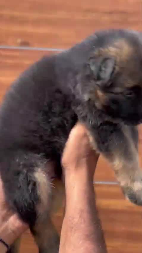 German Shepherd Puppy, farm video