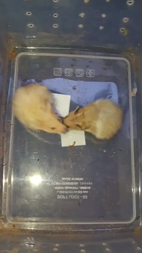 Dwarf Hamster Babies | Adults, farm video