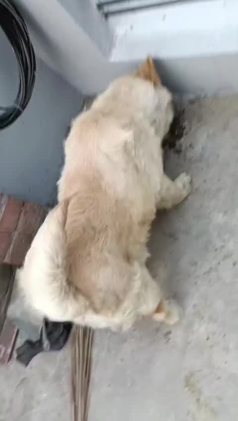 Chow Chow Puppies, farm video