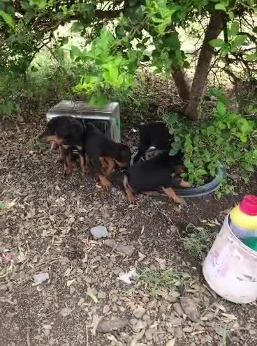 Doberman Pinscher Puppy, farm video