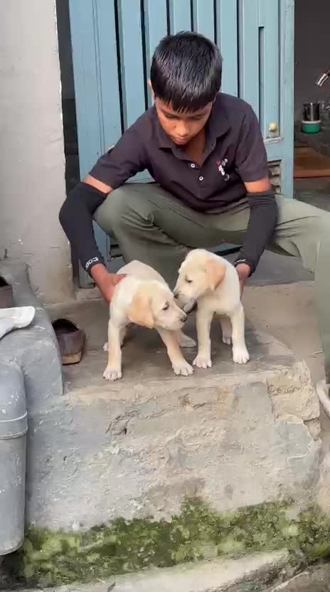 Beagle Black & Tan Puppy, farm video
