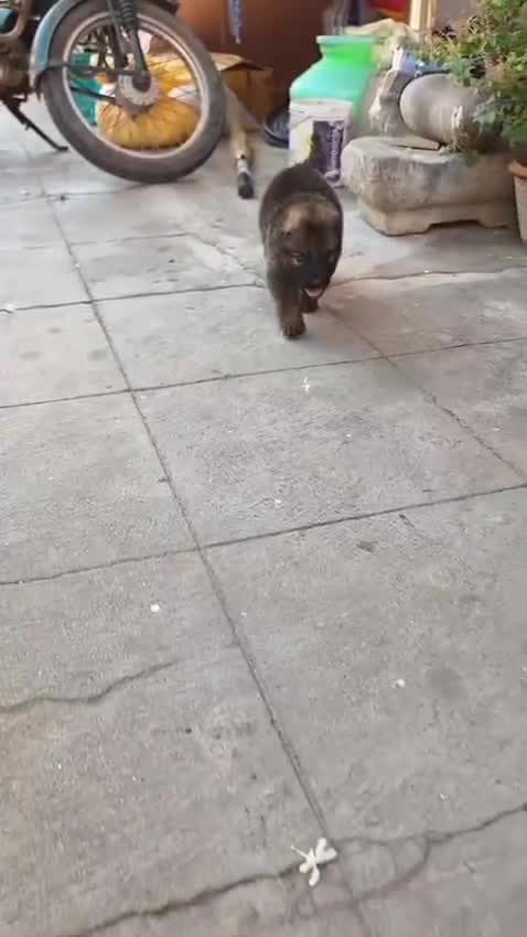German Shepherd Puppy, farm video
