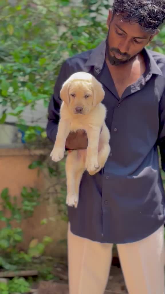 Beagle Black & Tan Puppy, farm video
