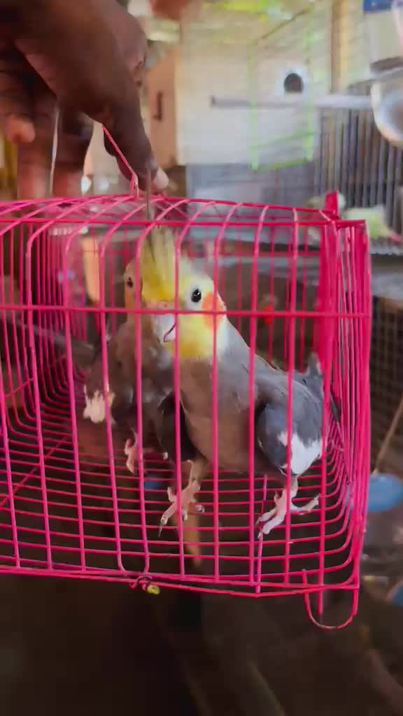 Cockatiel, farm video