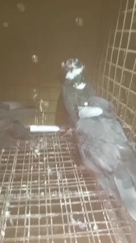 Homer Pigeon, farm video