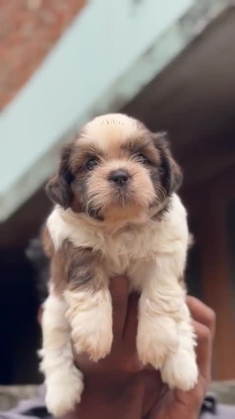 Shih Tzu | Black Color, farm video