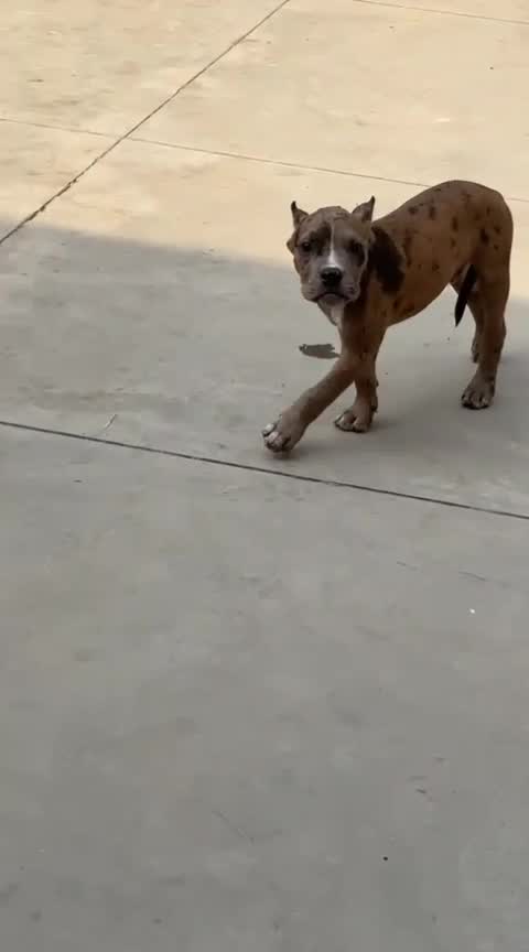 American Bully Pocket Size Puppy, farm video