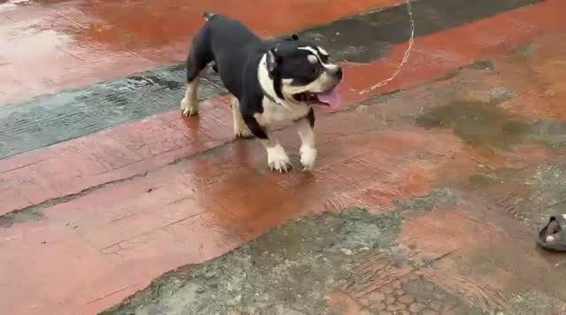 American Bully Pocket Size Puppy, farm video