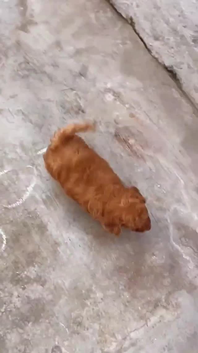 Standard Poodle Puppy, farm video