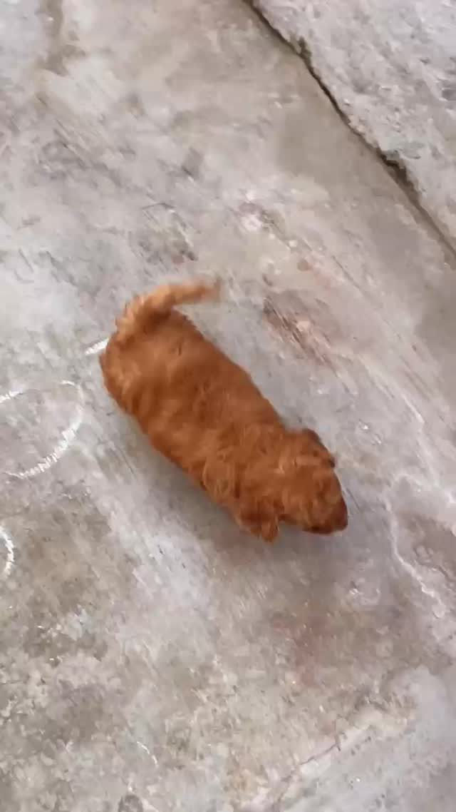 Toy Poodle Puppy, farm video