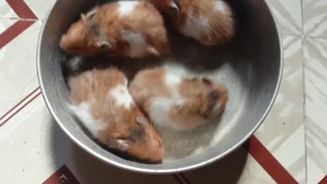Guinea Pig Babies, farm video