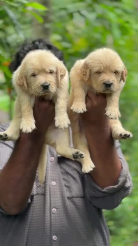 Golden Retriever, farm video