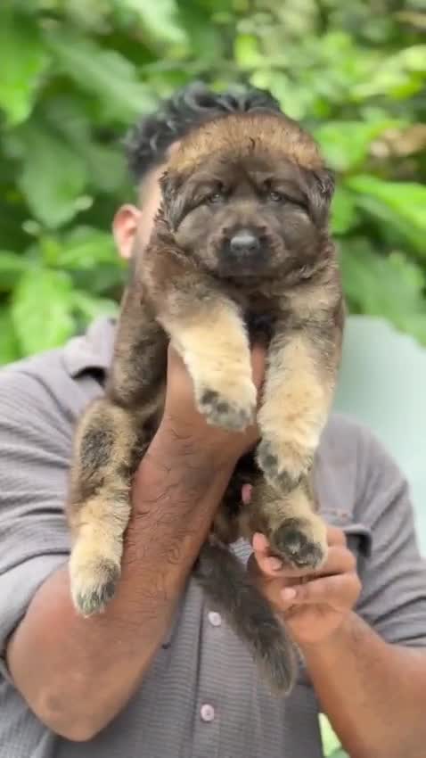 German Shepherd Puppy, farm video